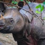 Badak Jawa terancam punah (Dok. Ditjen Konservasi Sumber Daya Alam dan Ekosistem Kemenhut)