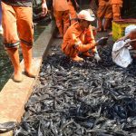 Petugas Penanganan Prasarana dan Sarana Umum (PPSU) memasukkan ikan sapu-sapu ke dalam karung di kawasan Setu Babakan, Jakarta Selatan, Jumat (17/4/2026). (Foto: merdeka.com/Arie Basuki)