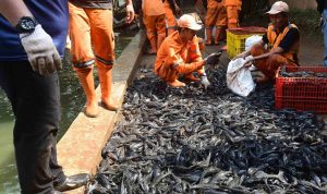 Petugas Penanganan Prasarana dan Sarana Umum (PPSU) memasukkan ikan sapu-sapu ke dalam karung di kawasan Setu Babakan, Jakarta Selatan, Jumat (17/4/2026). (Foto: merdeka.com/Arie Basuki)
