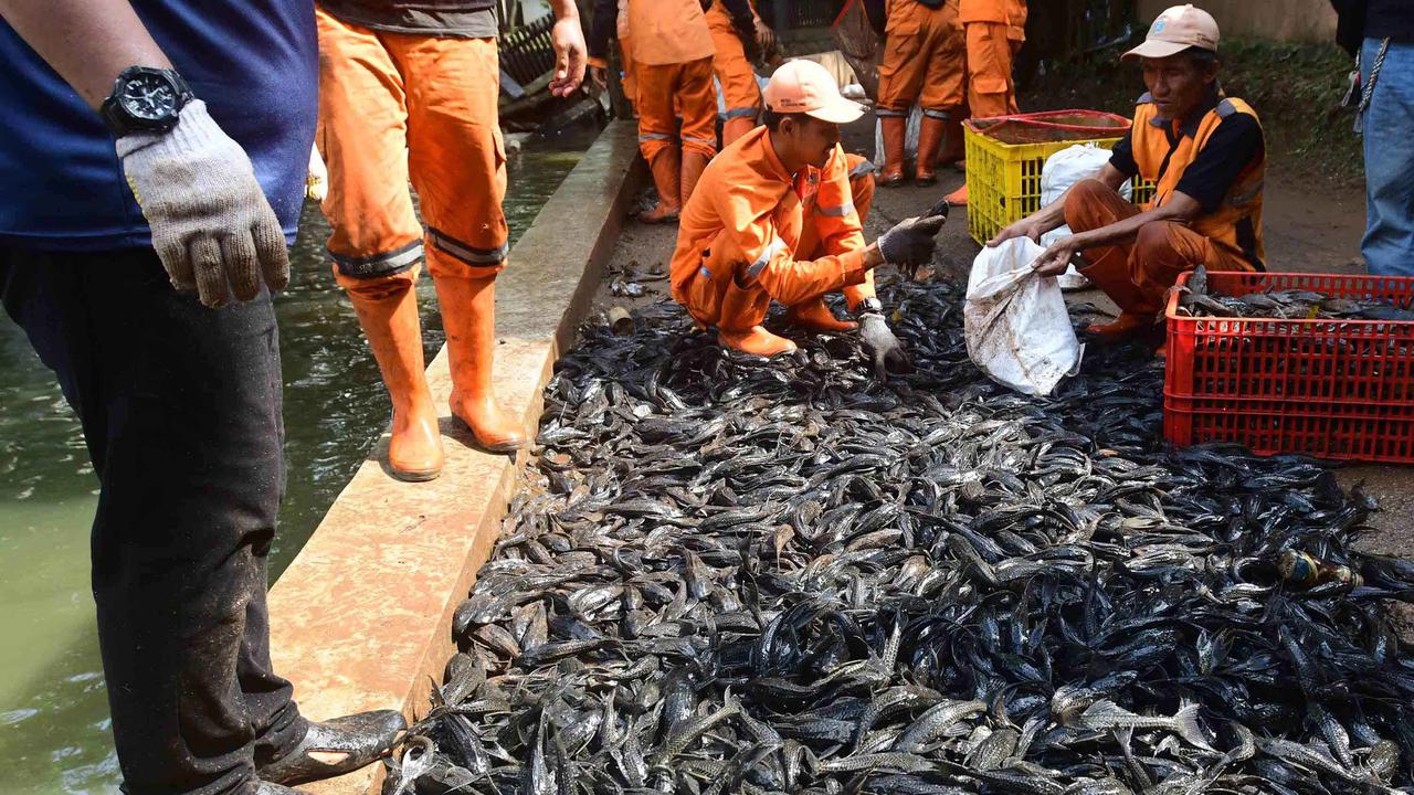Petugas Penanganan Prasarana dan Sarana Umum (PPSU) memasukkan ikan sapu-sapu ke dalam karung di kawasan Setu Babakan, Jakarta Selatan, Jumat (17/4/2026). (Foto: merdeka.com/Arie Basuki)