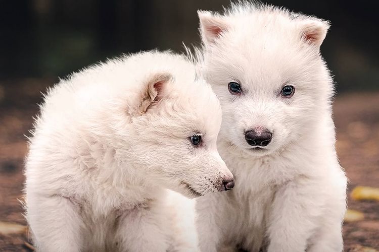 Anak dire wolf hasil rekayasa genetika oleh Colossal Biosciences, simbol kebangkitan spesies purba dengan teknologi modern. (Foto: Dok. Colossal Biosciences)