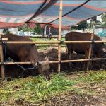 Menjelang Hari Raya Idul Adha 1446 Hijriah, kelayakan dan kesehatan hewan kuban jadi sorotan (Foto: Jurnalis TV/Nuraini)
