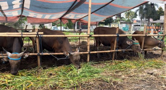 Menjelang Hari Raya Idul Adha 1446 Hijriah, kelayakan dan kesehatan hewan kuban jadi sorotan (Foto: Jurnalis TV/Nuraini)